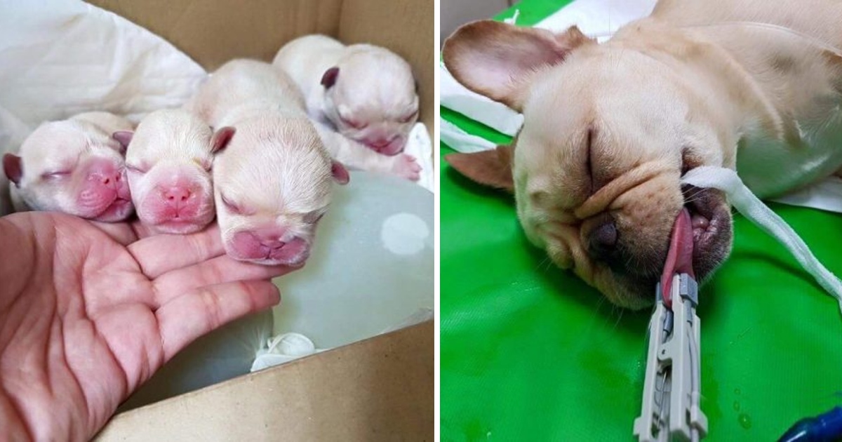 Heartbreaking Tale: The Passing of a Mother Dog After Giving Birth Leaves Millions in Sorrow