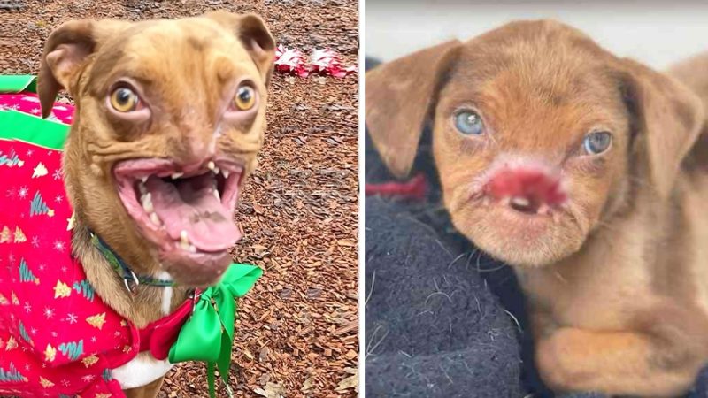 He was bitten by his mother, but today he is happiest. Discover the history of the ugliest dog in the world