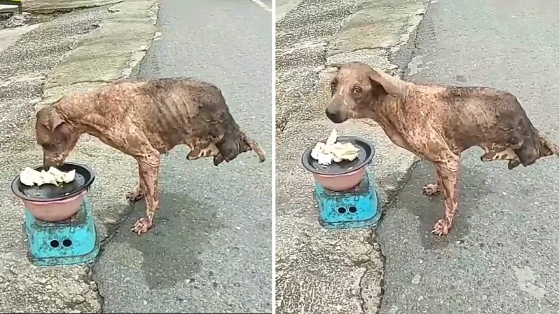 Abandoned dog with only two legs survived but no one helped