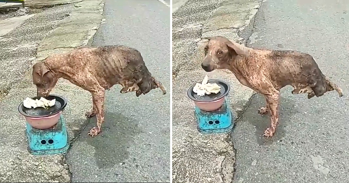 Abandoned dog with only two legs survived but no one helped