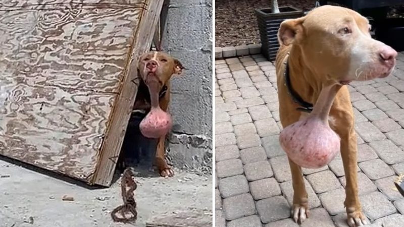 Unveiling a Hidden Hero: A Heartrending Encounter with a Canine Battling a Enormous Neck Tumor amidst Chaos of Construction