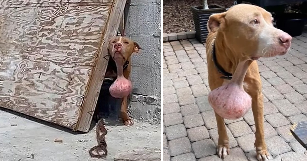 Unveiling a Hidden Hero: A Heartrending Encounter with a Canine Battling a Enormous Neck Tumor amidst Chaos of Construction
