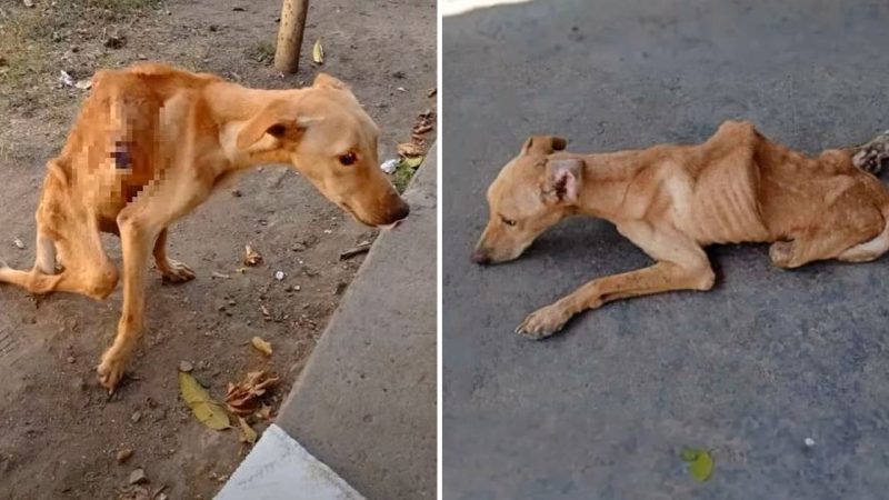 Heartrending Rescue: Dog’s Tears of Joy Reflect Triumph Over Starvation and Neglect