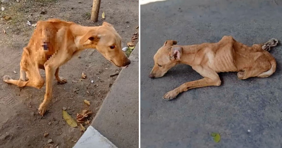 Heartrending Rescue: Dog’s Tears of Joy Reflect Triumph Over Starvation and Neglect