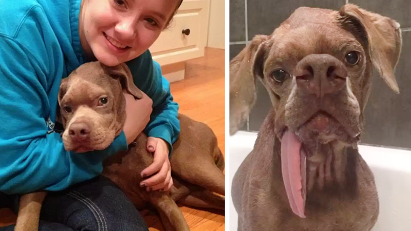 Dog With The Scary Face Finds A Family Who Thinks He’s Perfect