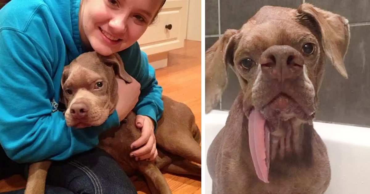 Dog With The Scary Face Finds A Family Who Thinks He’s Perfect