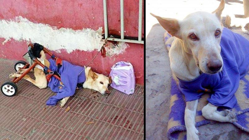 Dog abandoned on the road with a bag of diapers and a note…