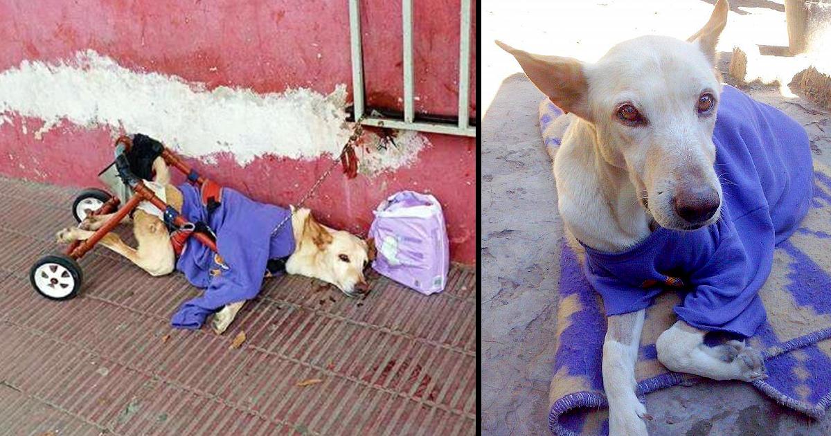 Dog abandoned on the road with a bag of diapers and a note…