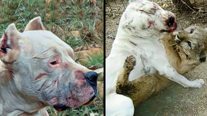 A Brave dog risked his life to fight off a puma and save two little girls