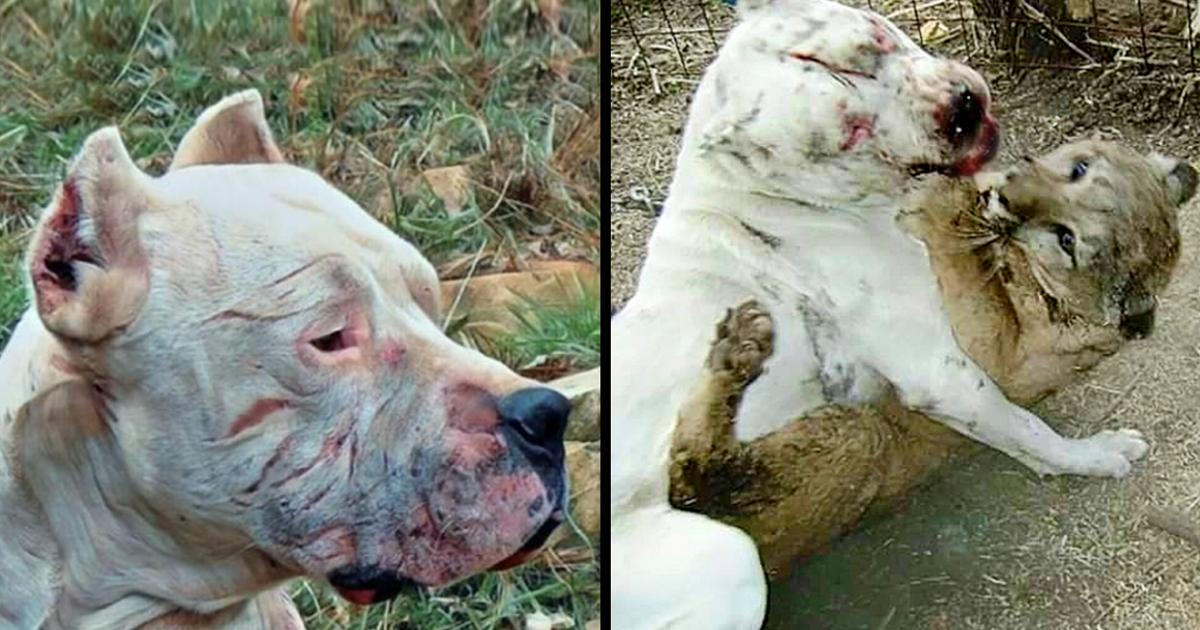 A Brave dog risked his life to fight off a puma and save two little girls