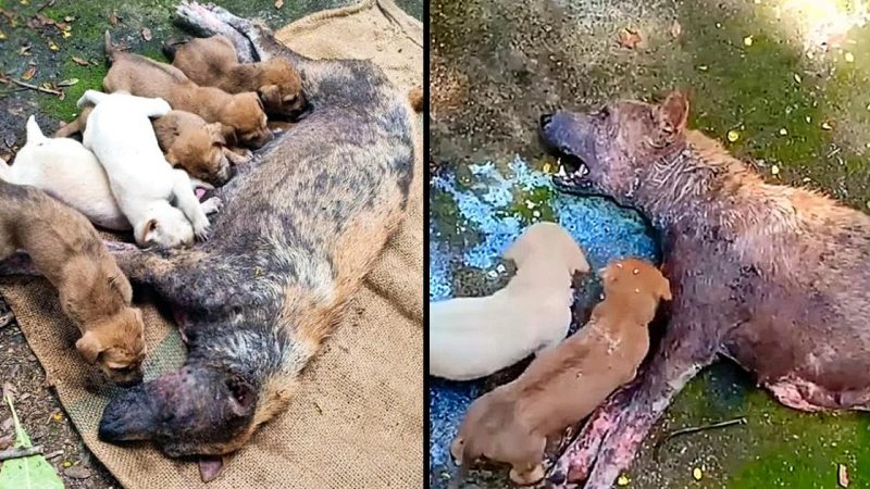 Poor Mother Dog Unable To Stand Lying There Desperate Crying For Help Her Puppies!