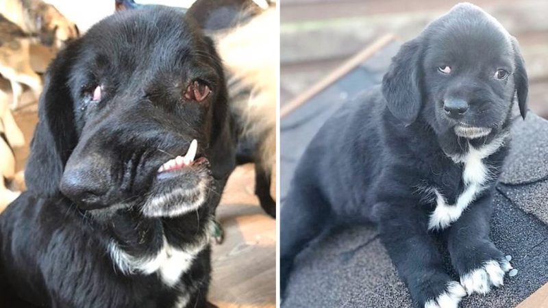 Dog Begs Them To Look At Her Heart And To Not Afraid Of Her Appearance