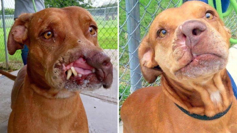 Heartwarming Transformation: Abandoned Dog Overcomes Physical Deformity and Finds a Loving Home