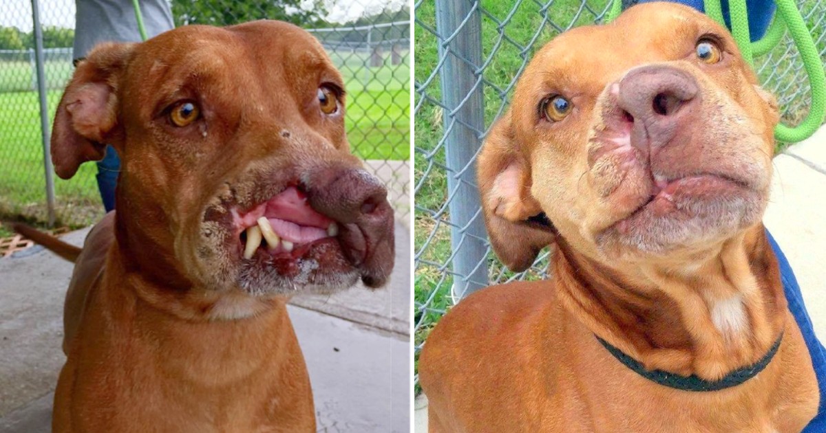 Heartwarming Transformation: Abandoned Dog Overcomes Physical Deformity and Finds a Loving Home