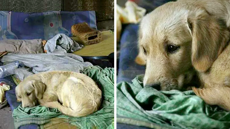 Old Beggar Passed Away, Yet This Stray Dog Continues to Seek Food for His Deceased Friend