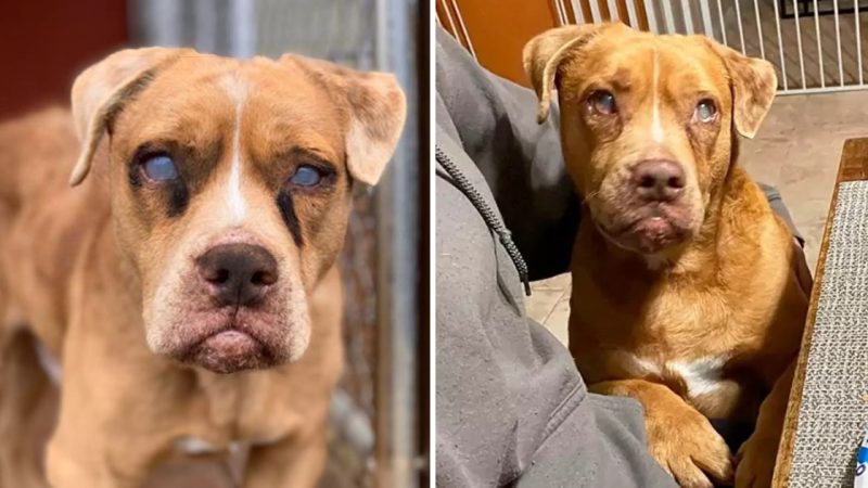 Joyful Blind Dog, Stevie, Leaps with Happiness After Finally Getting His Own Bed