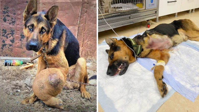 The Inspiring Journey of an Elderly Dog’s Fight Against Bone Cancer Amidst Neglect