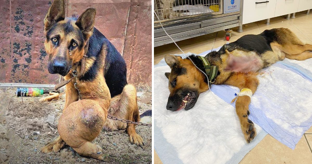 The Inspiring Journey of an Elderly Dog’s Fight Against Bone Cancer Amidst Neglect