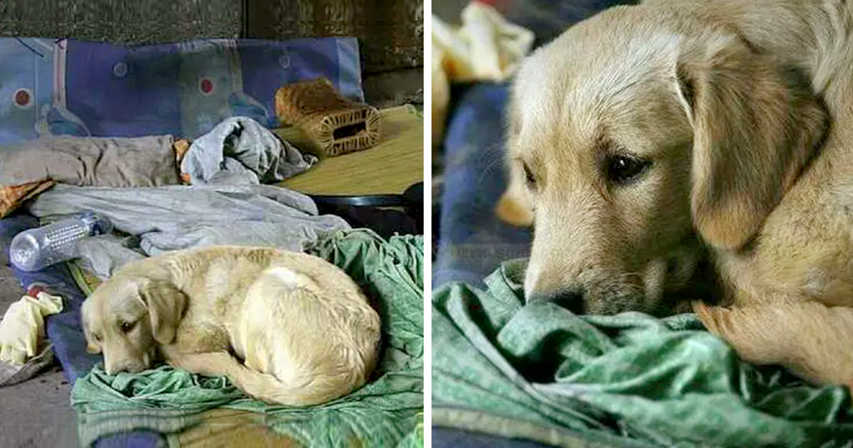 Old Beggar Passed Away, Yet This Stray Dog Continues to Seek Food for His Deceased Friend