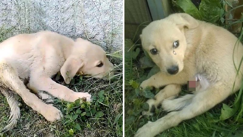 Dumped by the roadside, paralyzed and terrified, he tried to hide from people for 20 days without anyone offering help.