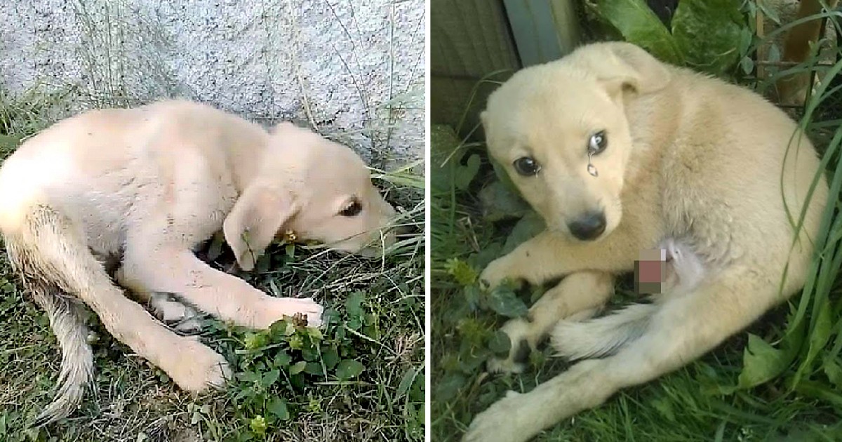 Dumped by the roadside, paralyzed and terrified, he tried to hide from people for 20 days without anyone offering help.