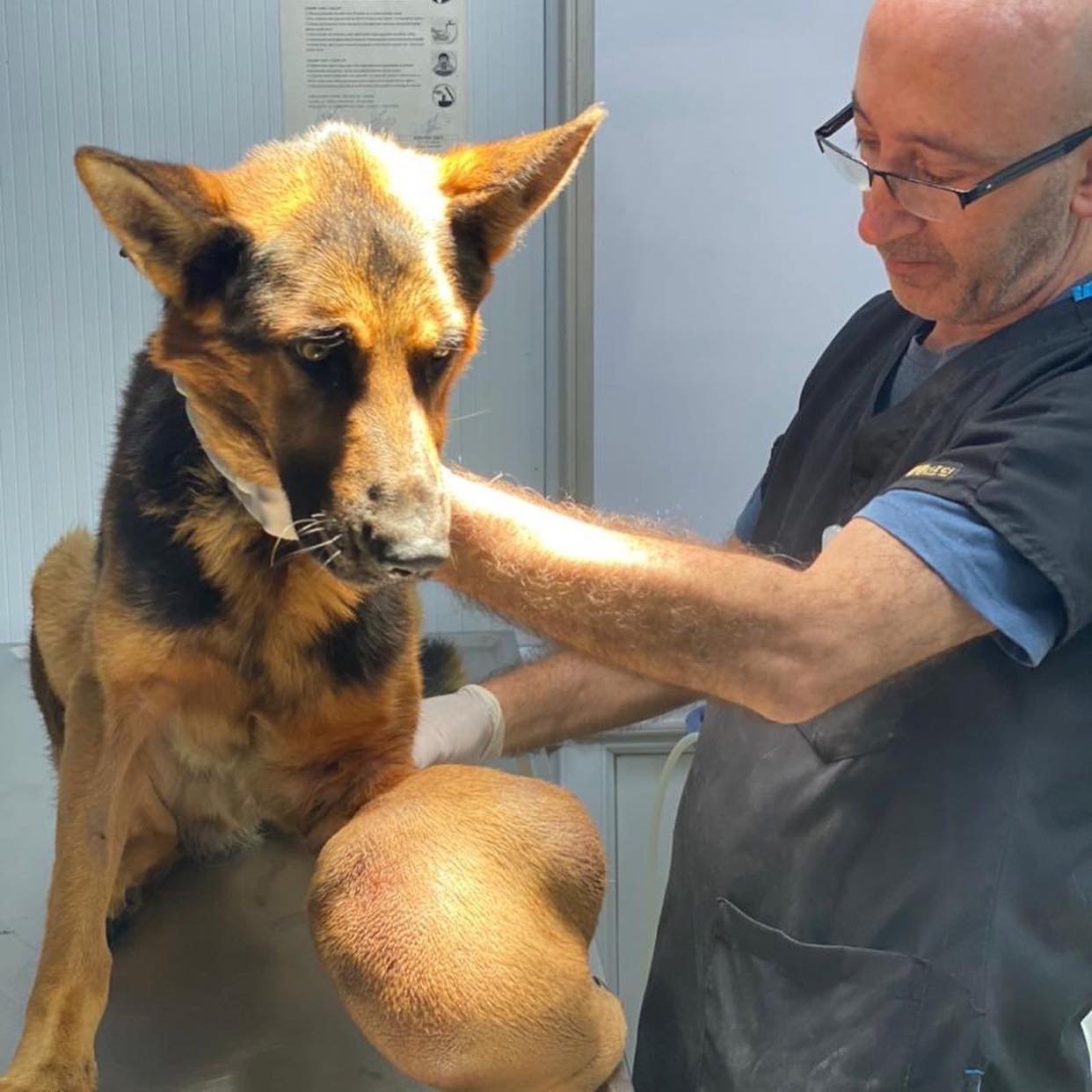 The Inspiring Journey of an Elderly Dog's Fight Against Bone Cancer Amidst  Neglect – News Breaking