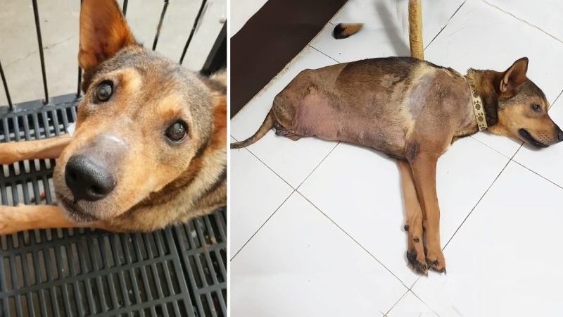 The Poor Dog Was Run Over By A Train But Still Trying To Overcome Her Fate