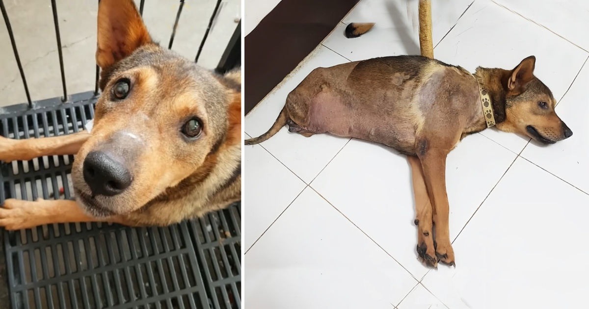 The Poor Dog Was Run Over By A Train But Still Trying To Overcome Her Fate