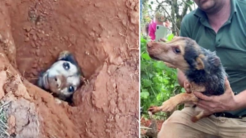 Rescue a Dog Who’d Been Buried Underground for 56 Hours