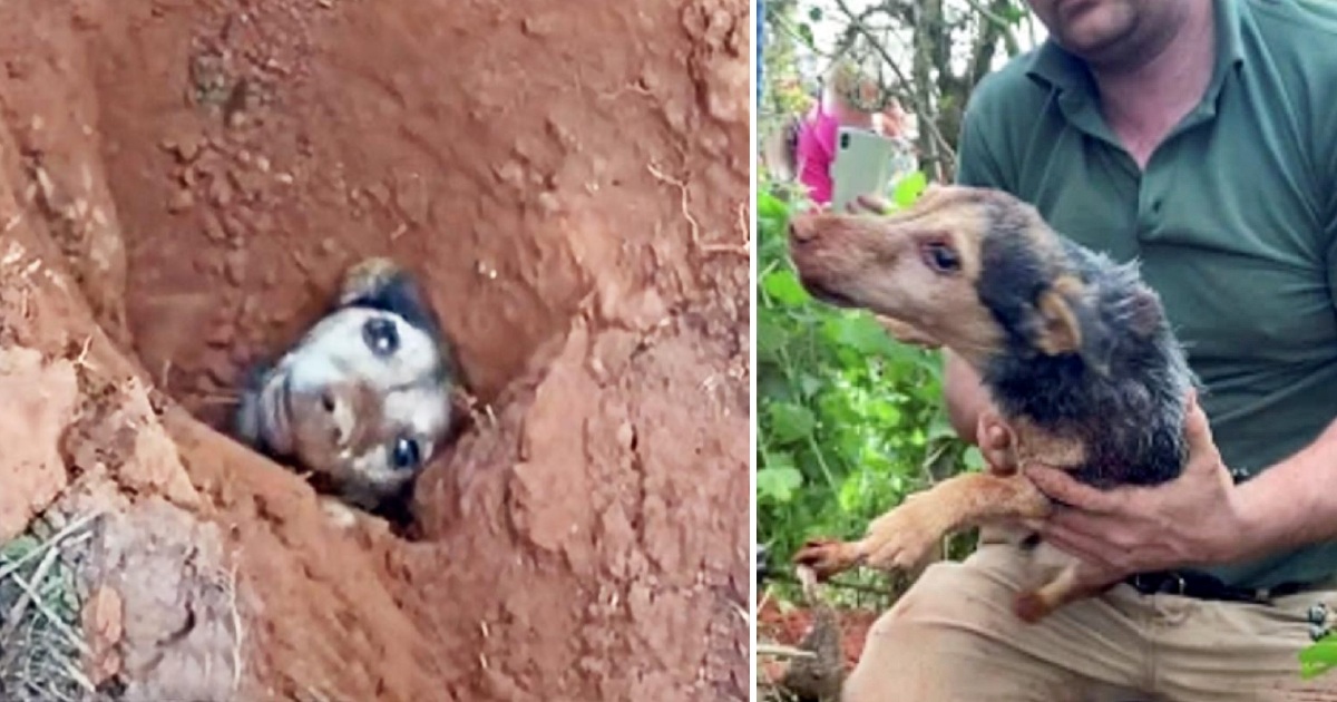 Rescue a Dog Who’d Been Buried Underground for 56 Hours