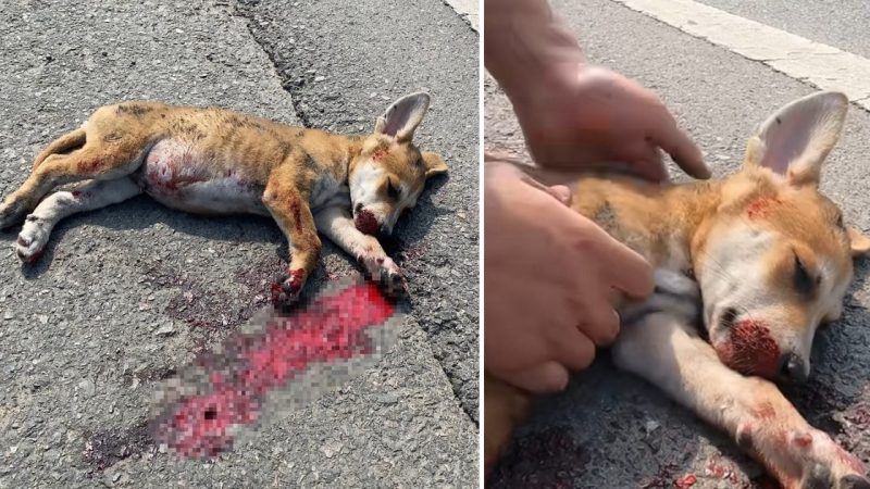 Rescue the poor little dog that was in an accident on the highway. A miracle happened!