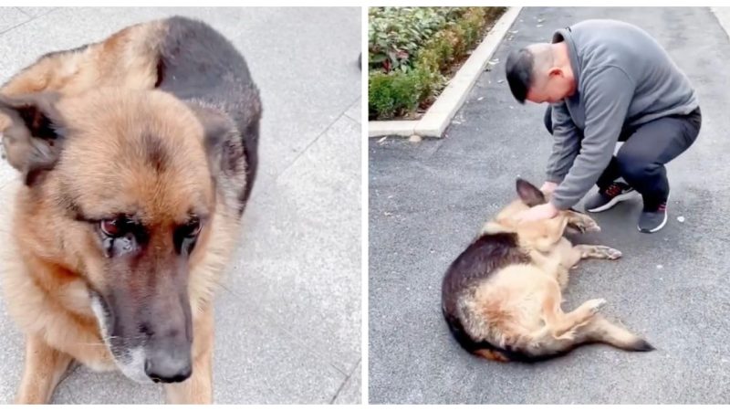 Tears of Joy Retired Police Dog and Handler Reunite in a Touching Display of Unwavering Bond