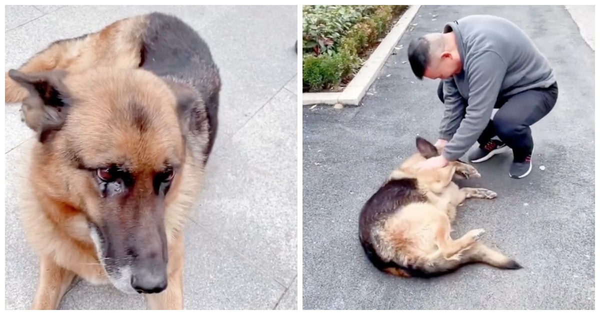 Tears of Joy Retired Police Dog and Handler Reunite in a Touching Display of Unwavering Bond