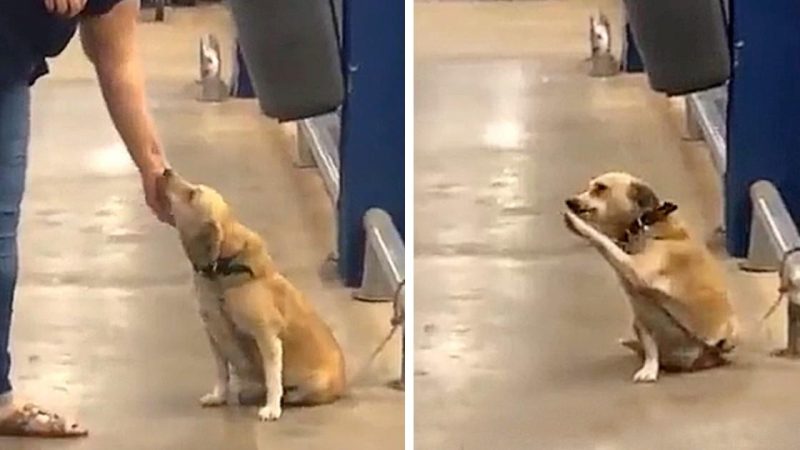 Abandoned Dog Finds a New Home with Heartwarming Gestures