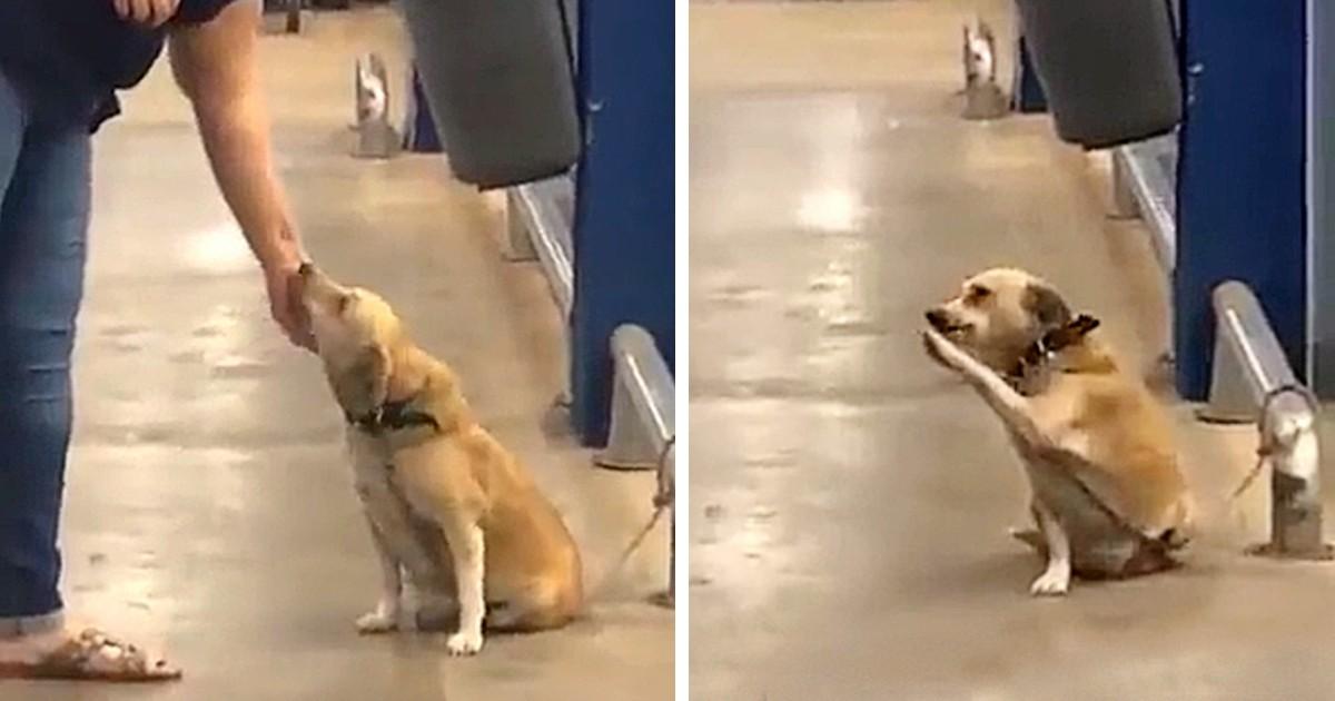 Abandoned Dog Finds a New Home with Heartwarming Gestures