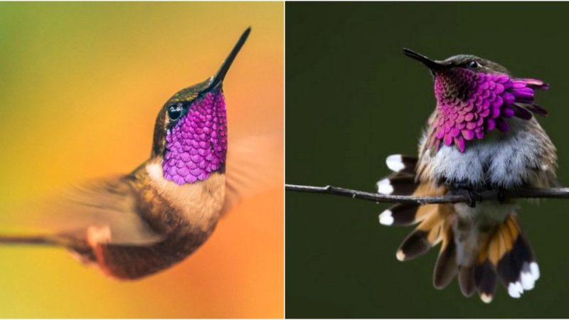 The Captivating ‘Queen’ Among Bird Species Up Close