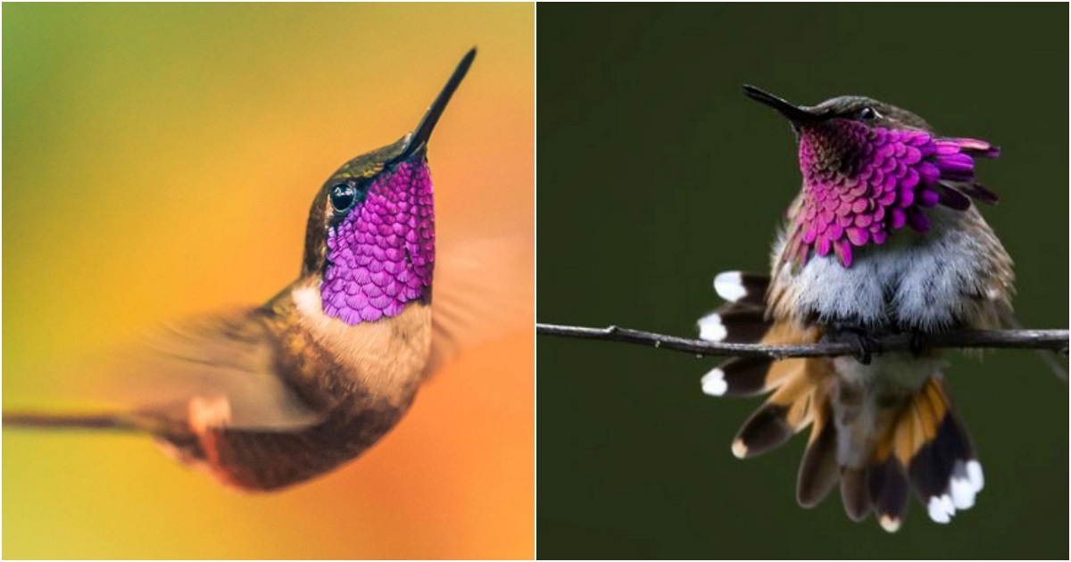 The Captivating ‘Queen’ Among Bird Species Up Close