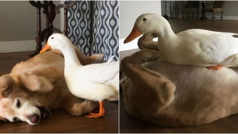 “The Most Adorable Friendship Ever: A Dog and Duck Defying Species Boundaries”