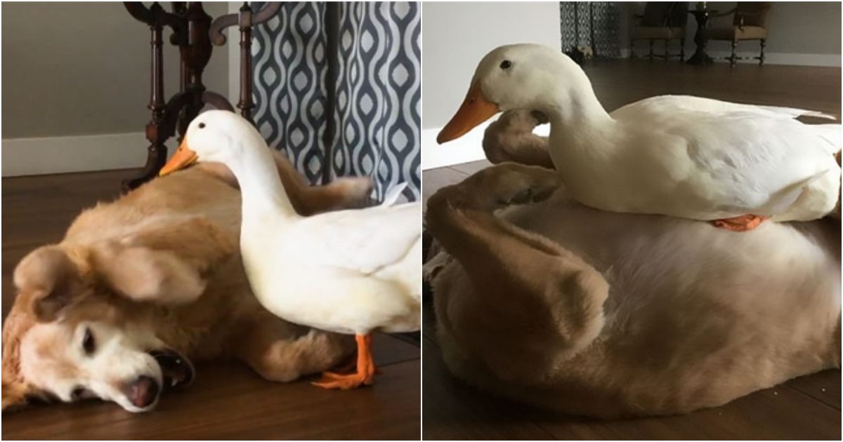 “The Most Adorable Friendship Ever: A Dog and Duck Defying Species Boundaries”