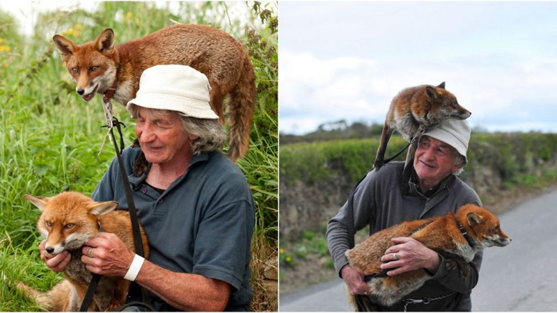 “The Unbreakable Bond: Patsy Gibbons and His Extraordinary Fox Family”