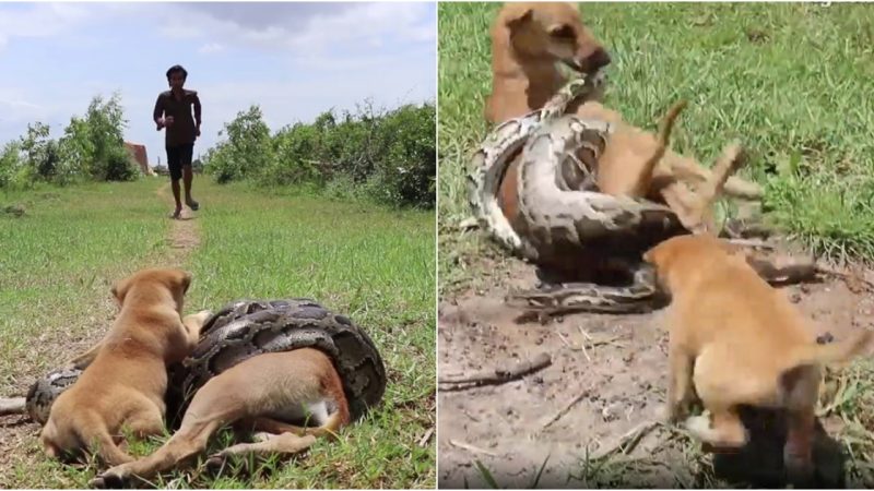 Brave Puppy Screams for Help and Fights to Save Mother Dog from Giant Python Attack