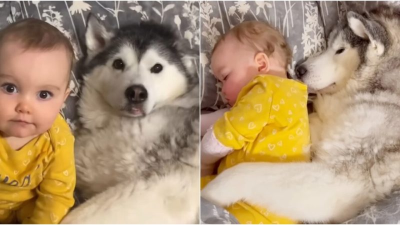 Husky melts 2M hearts adorably ‘hugging’ baby sister while they sleep