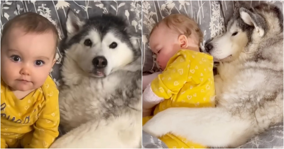 Husky melts 2M hearts adorably ‘hugging’ baby sister while they sleep