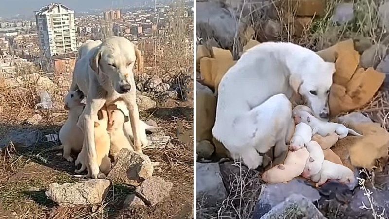 A Mother’s Unyielding Love: Starving Dog Sacrifices Herself to Nurture Puppies