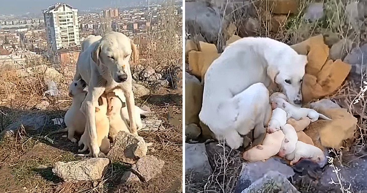 A Mother’s Unyielding Love: Starving Dog Sacrifices Herself to Nurture Puppies