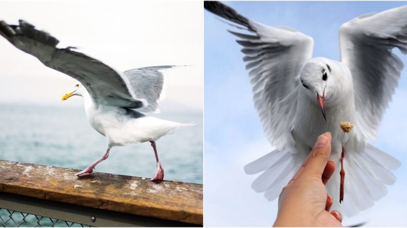 The Seagull A Fascinating Bird of the Sea