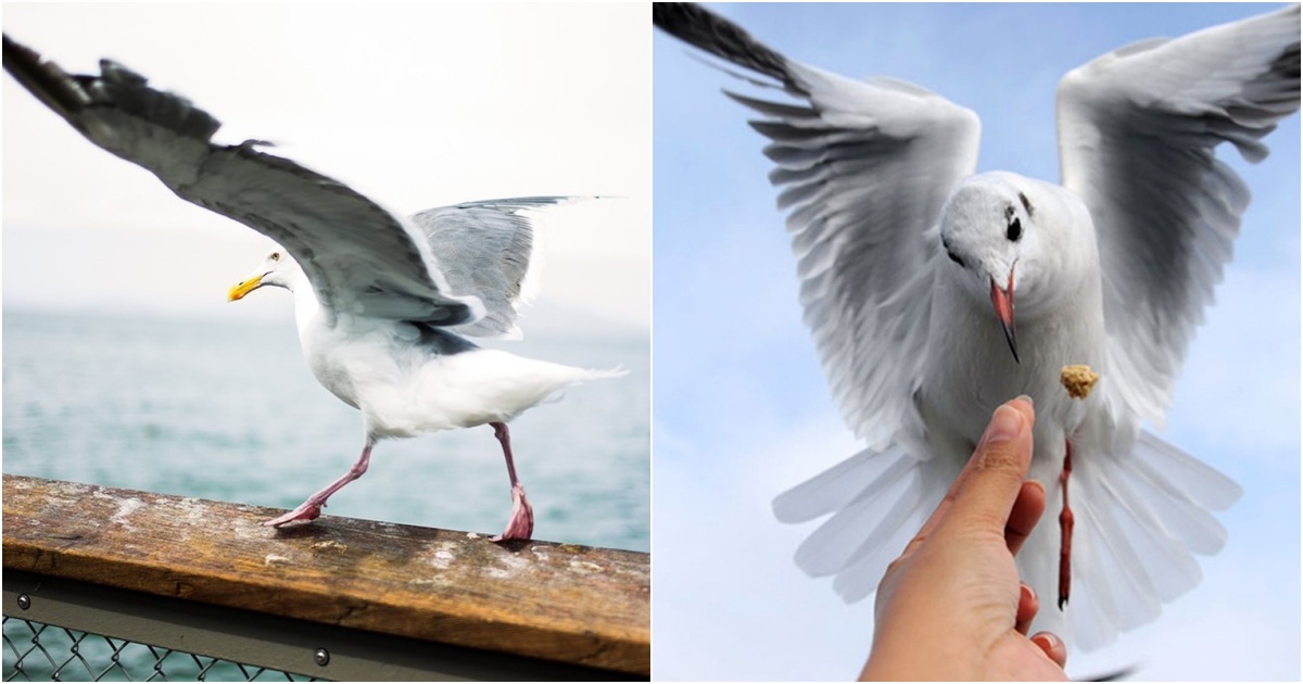 The Seagull A Fascinating Bird of the Sea