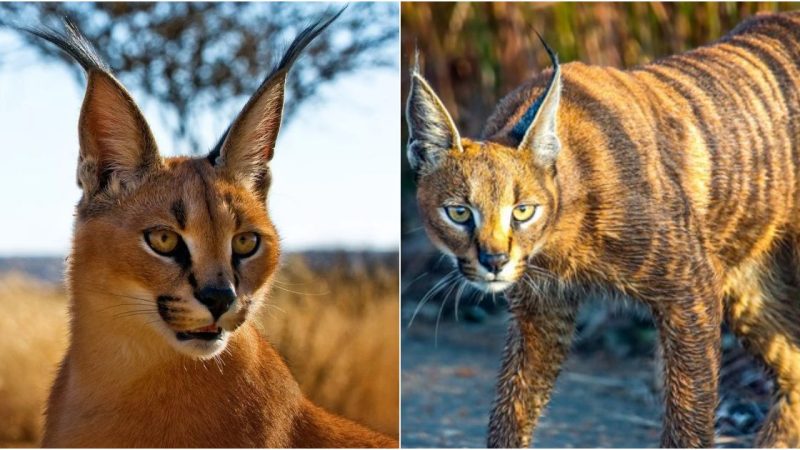 Clever Parenting Lesson of the Caracal Cat