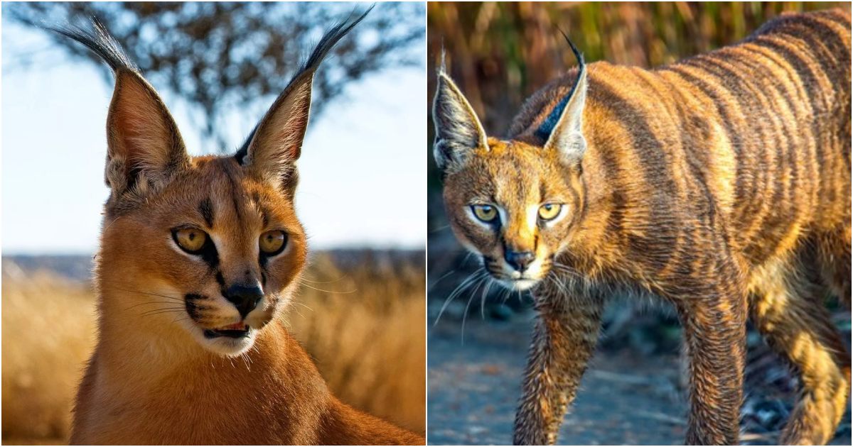 Clever Parenting Lesson of the Caracal Cat