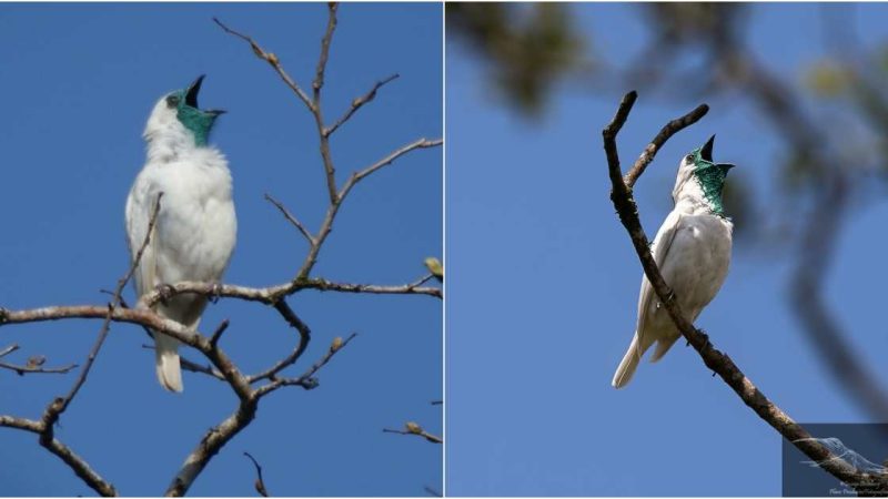 This bird always opens its mouth wide to sing and is said to be the noisiest bird in the world (Video)